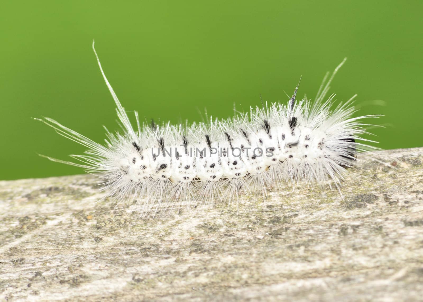 Hickory Tussock Moth Caterpiller crawling along on a wooden fence.