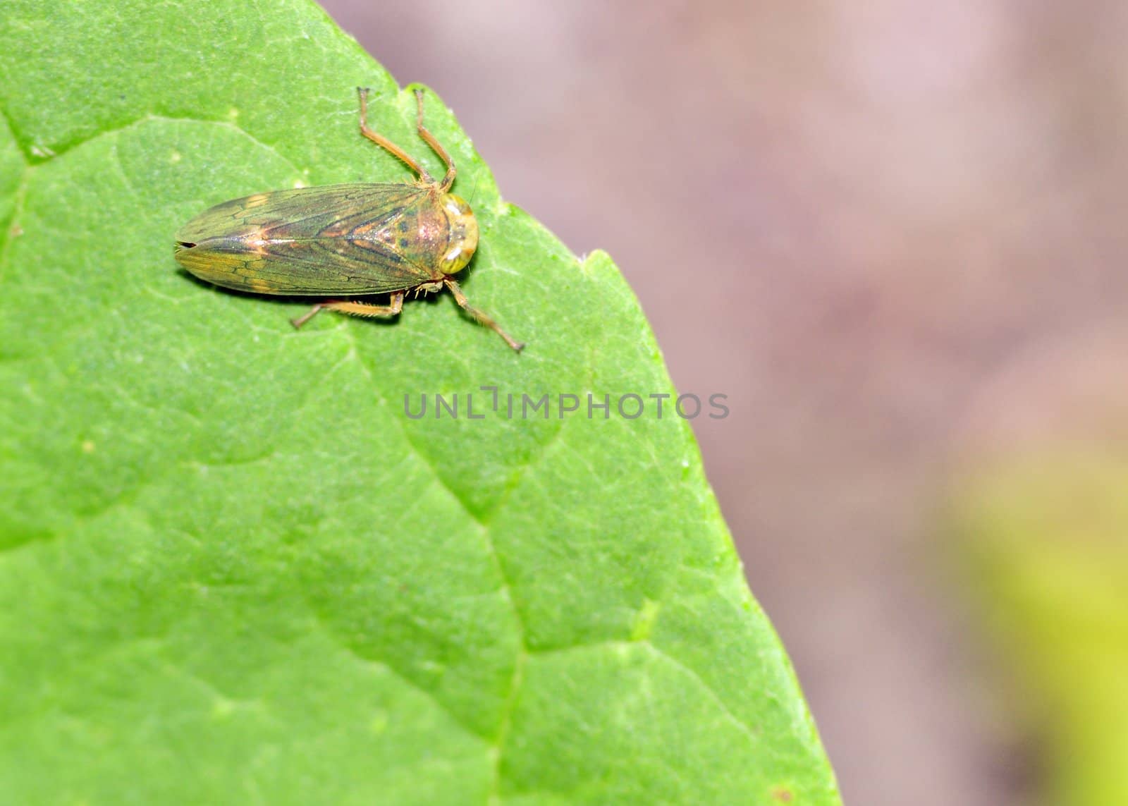Leafhopper perched on a plant leaf.