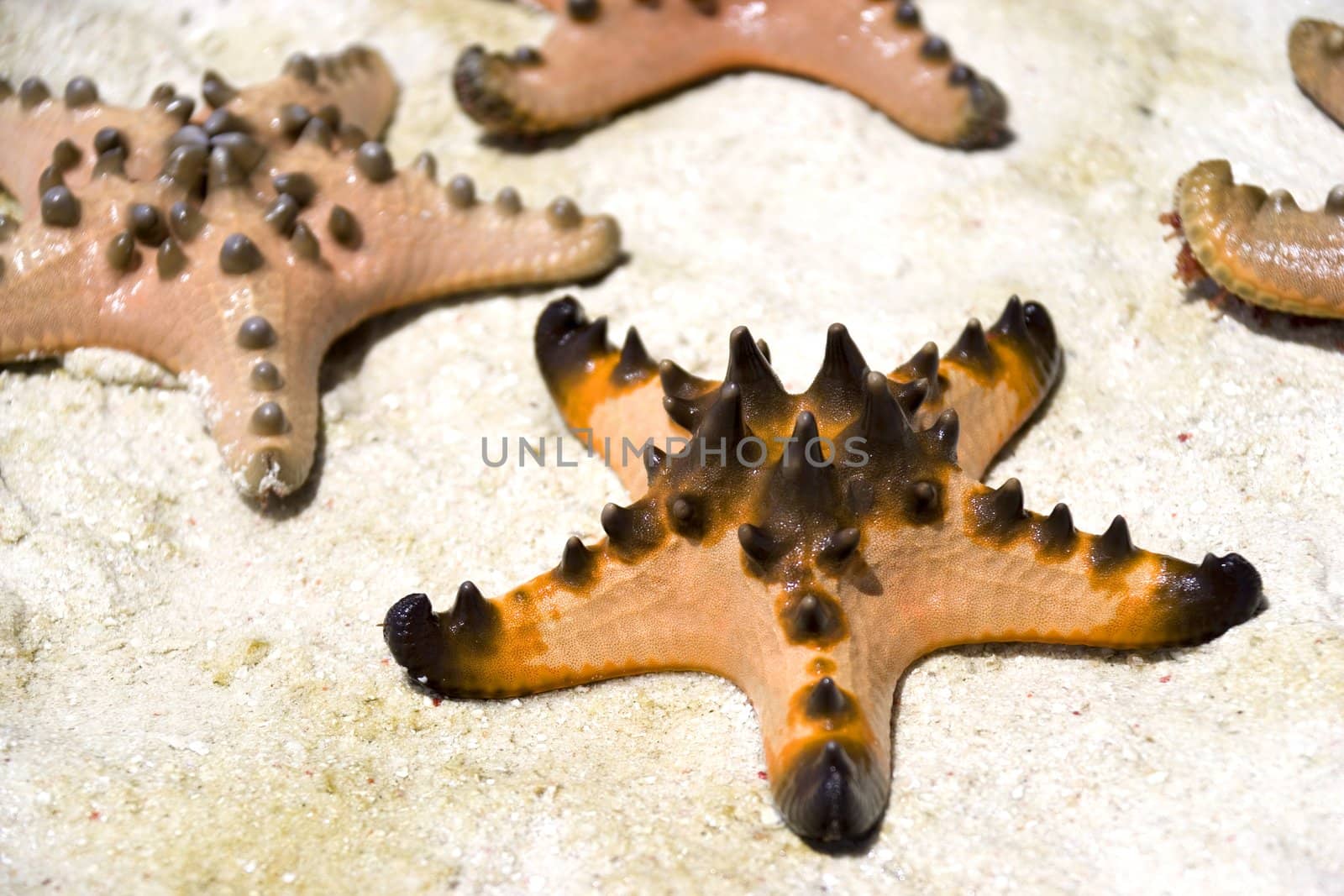 Image of a live starfish stranded on sand.