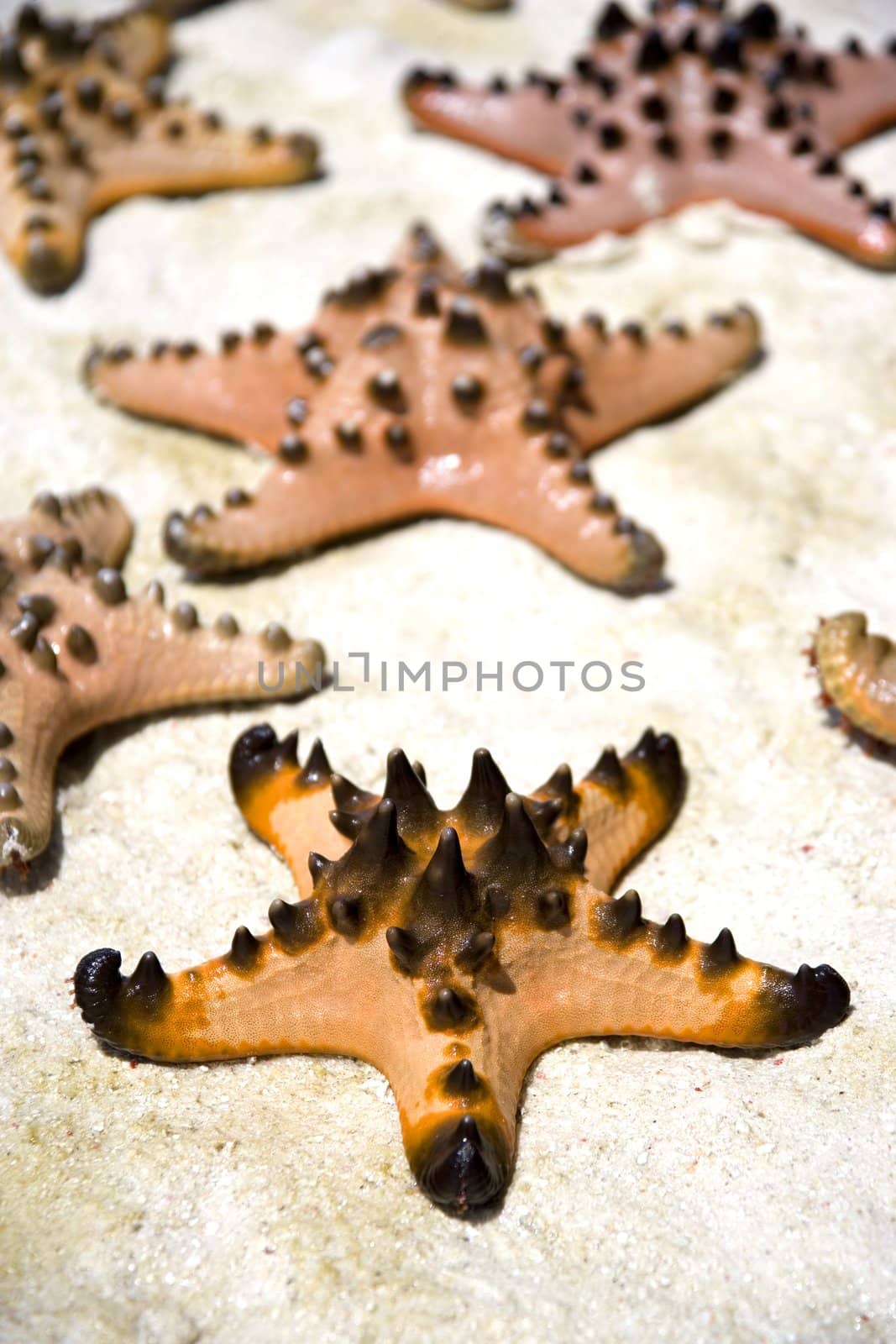 Image of a live starfish stranded on sand.