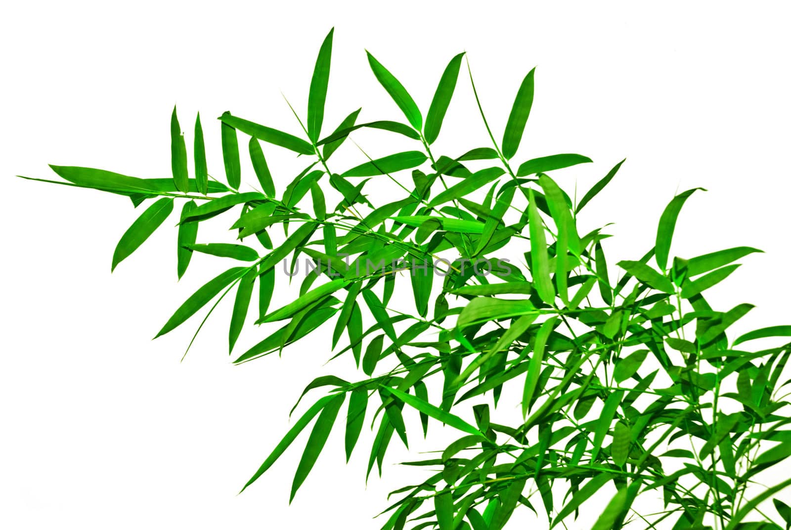 Bamboo Leafs