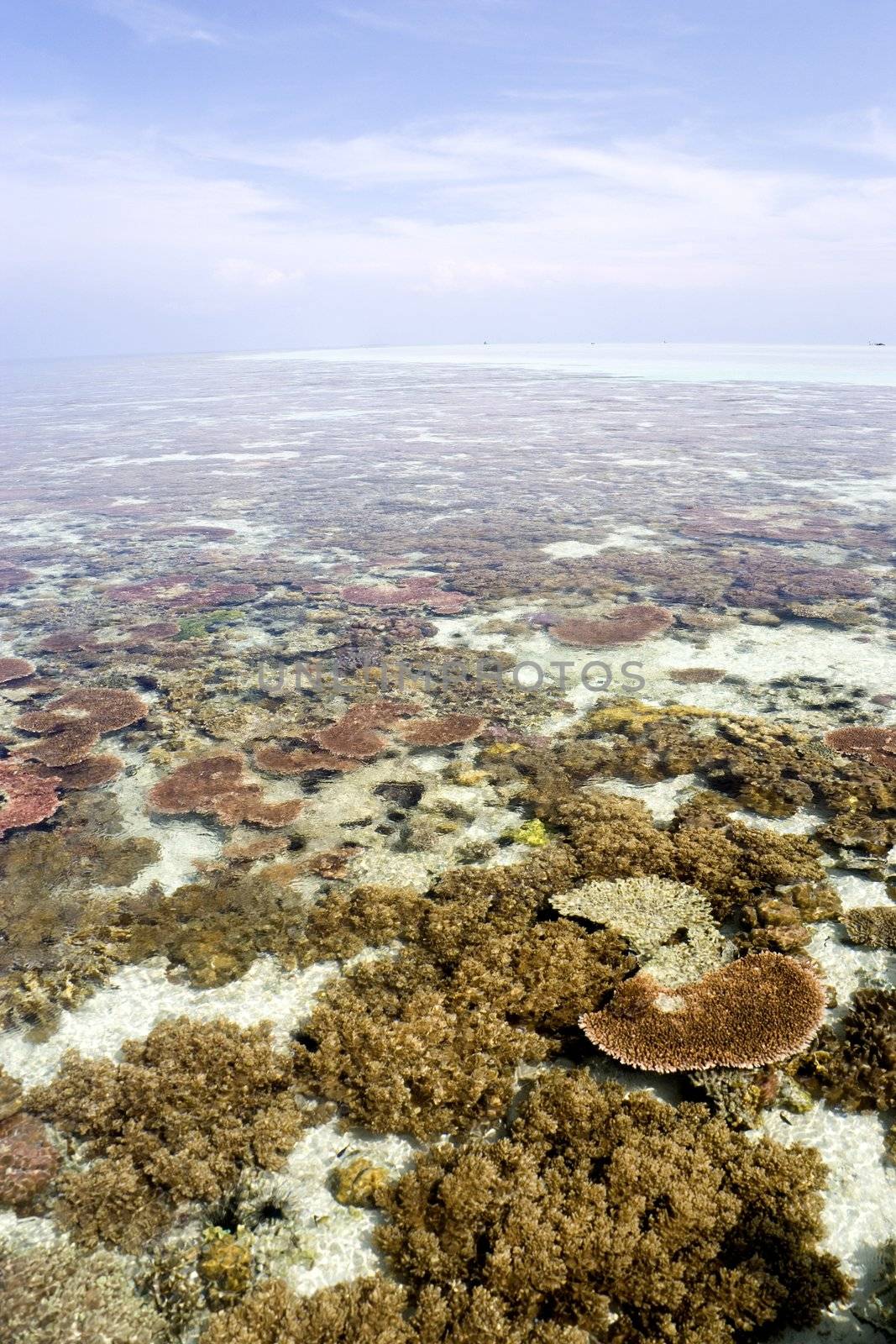 Image of a coral reef in Malaysian waters.