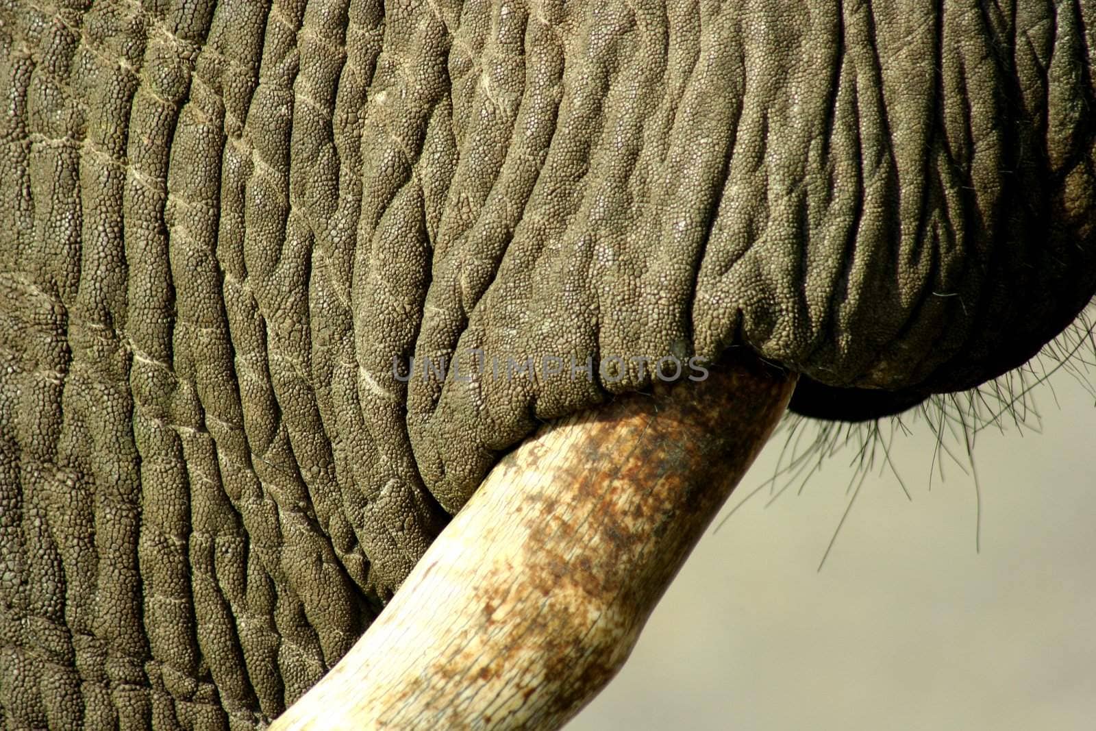 South African Elephant by mariusz_prusaczyk