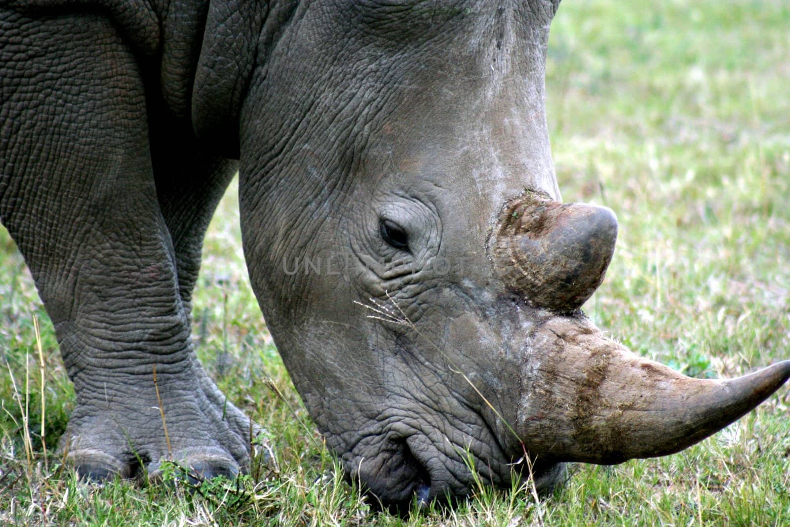 South African Rinoceros