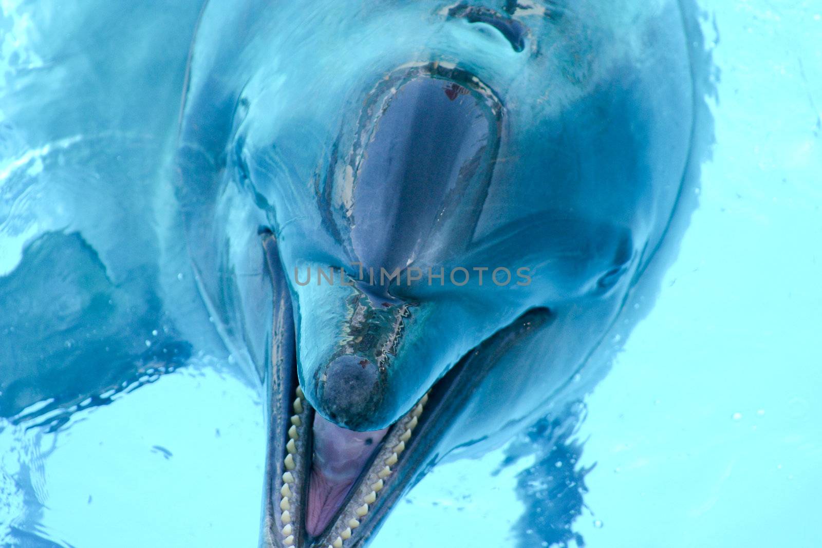 Mexican Delfin