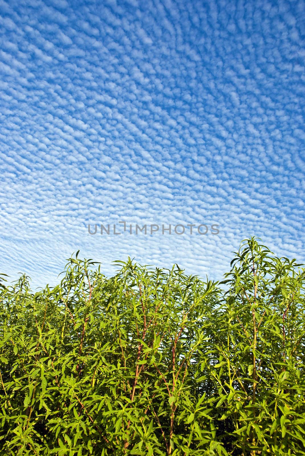 Blue sky   white clouds and green grass