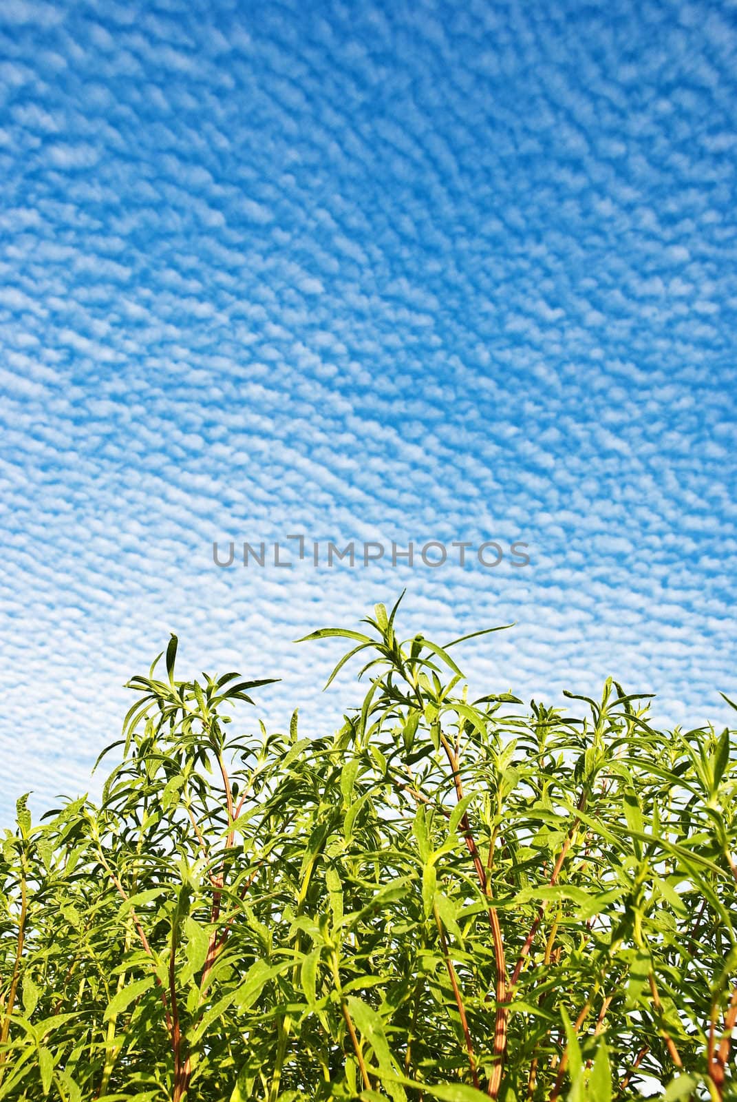 Blue sky   white clouds and green grass