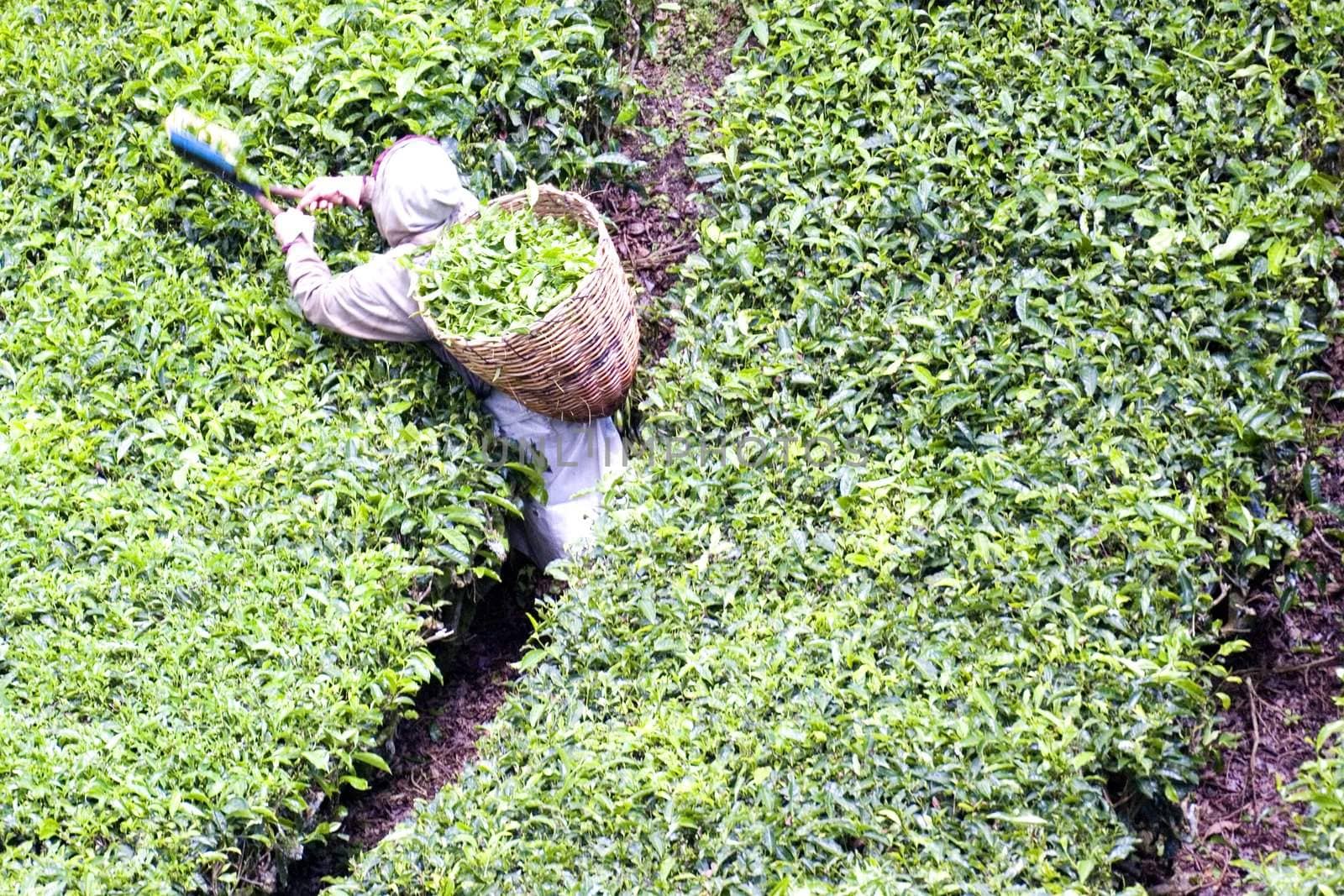 Image of a plantation worker harvesting tea leaves.