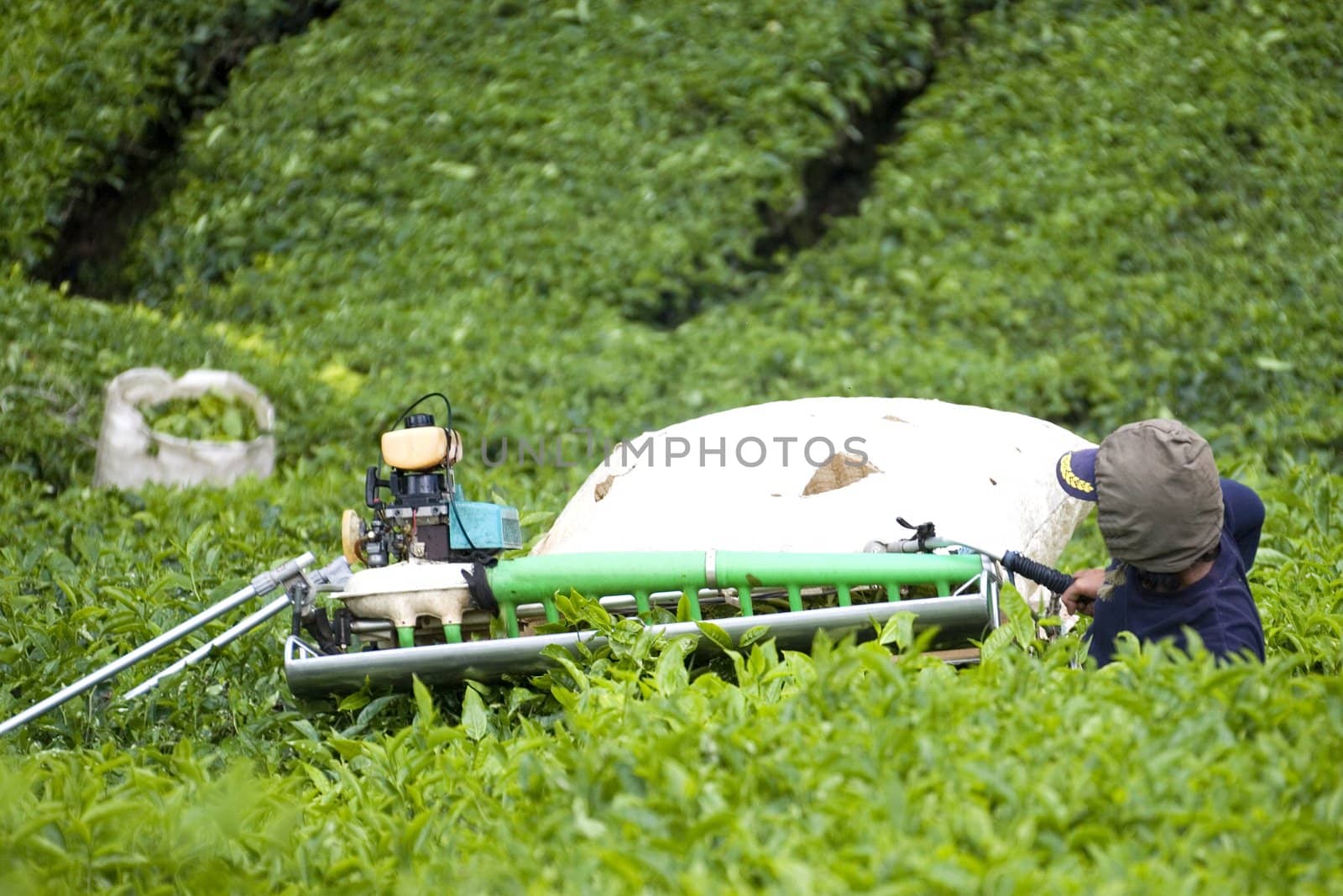 Image of a plantation worker harvesting tea leaves.