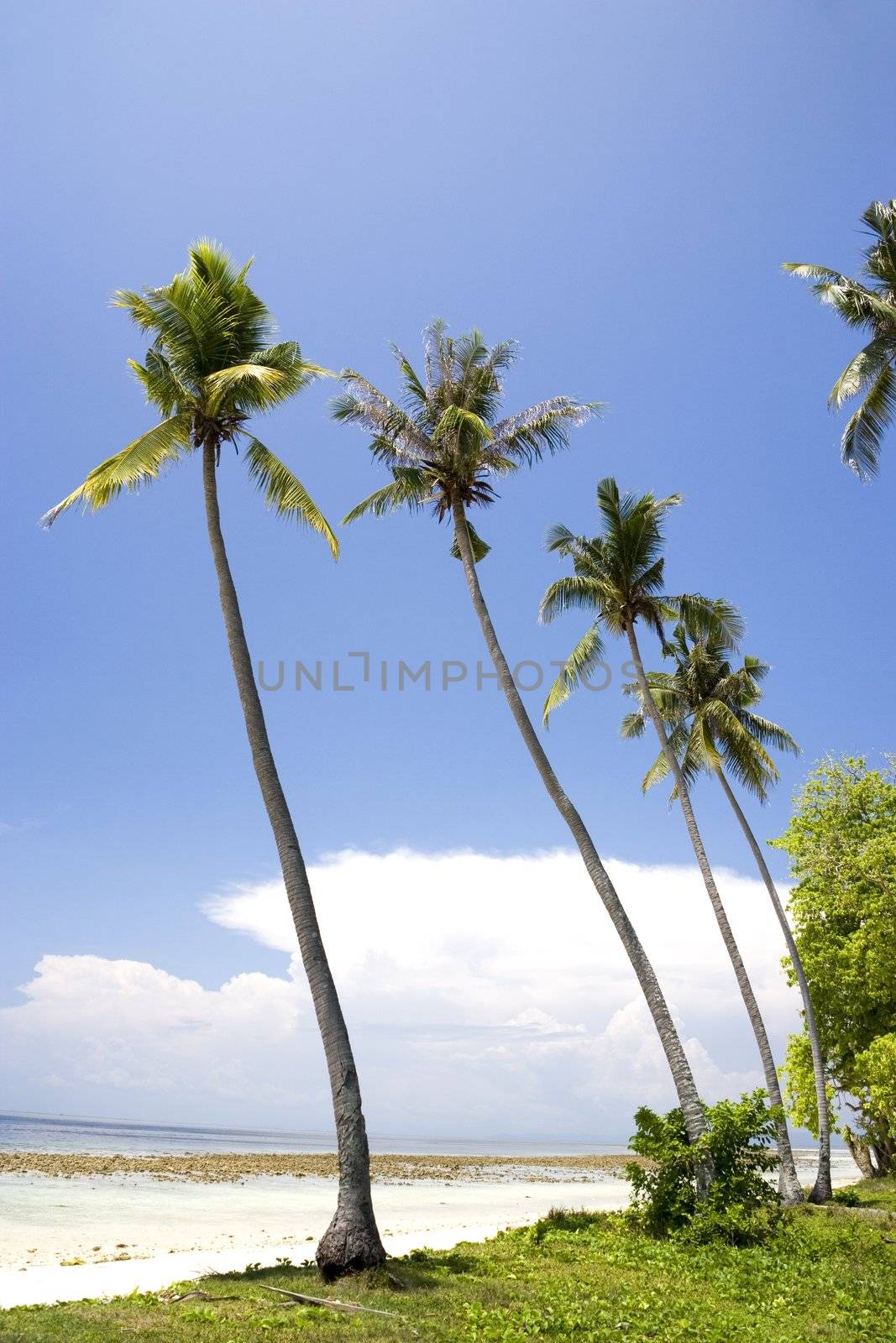 Image of coconut trees on a remote Malaysian tropical island.