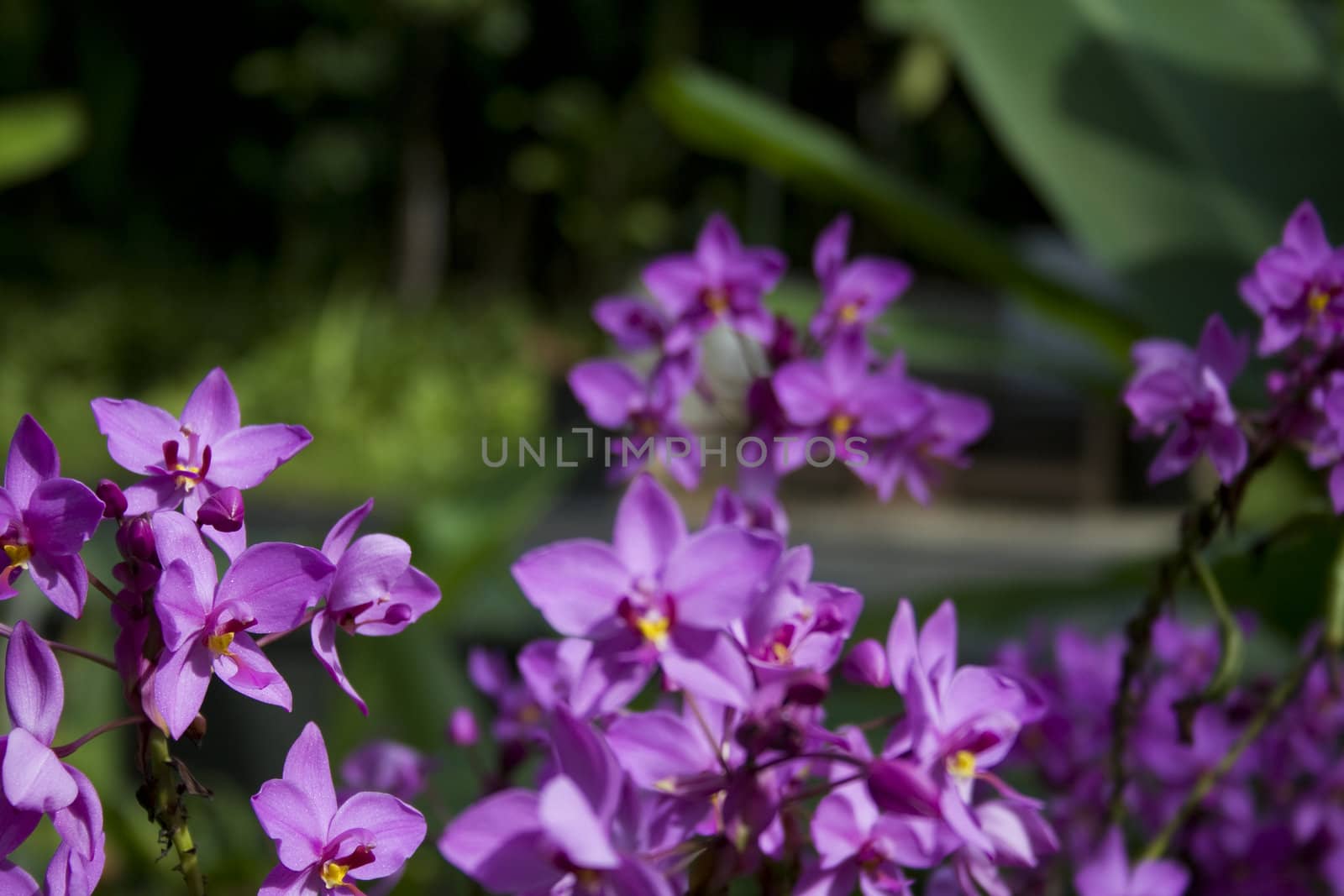 Orchid found in a garden.