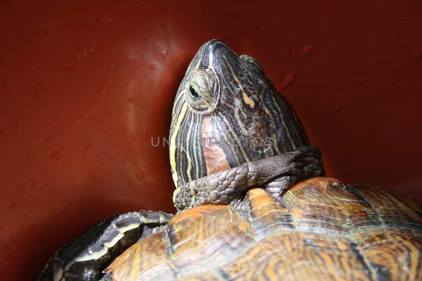 Close up of a turtle.