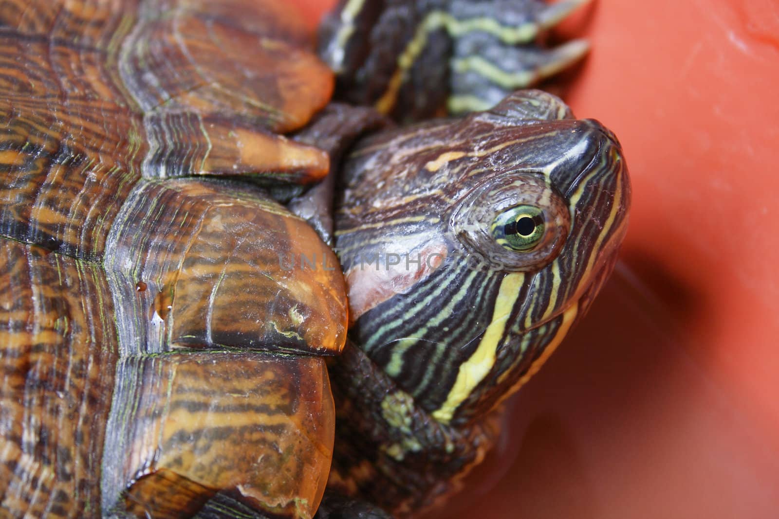 Close up of a turtle.