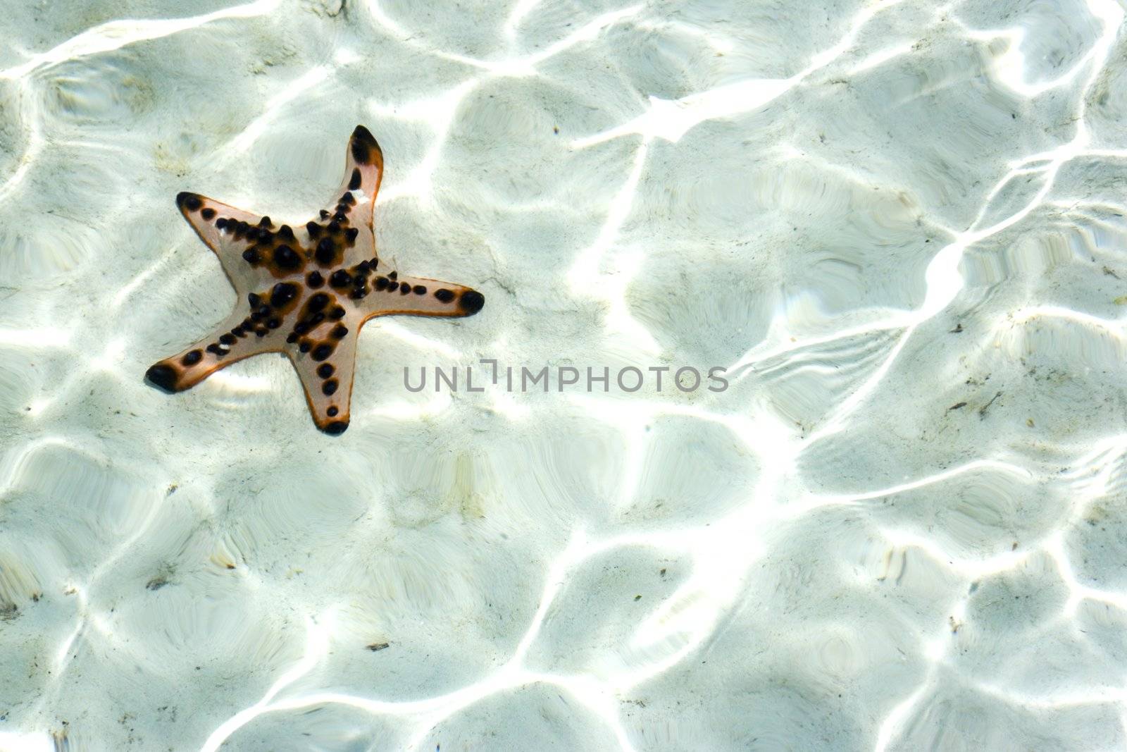 Image of a live starfish underwater.