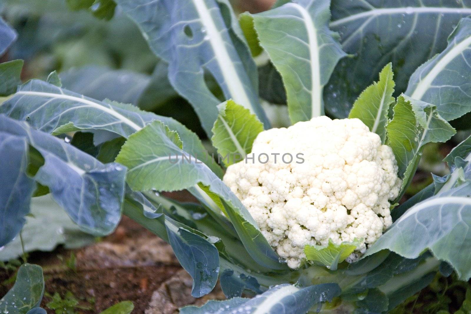 Close-up image of a cauliflower being grown at a farm in Malaysia.