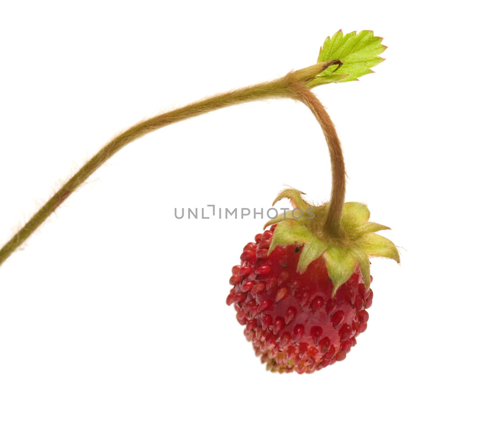 Wild strawberry on a branch a close up it is isolated on a white background.