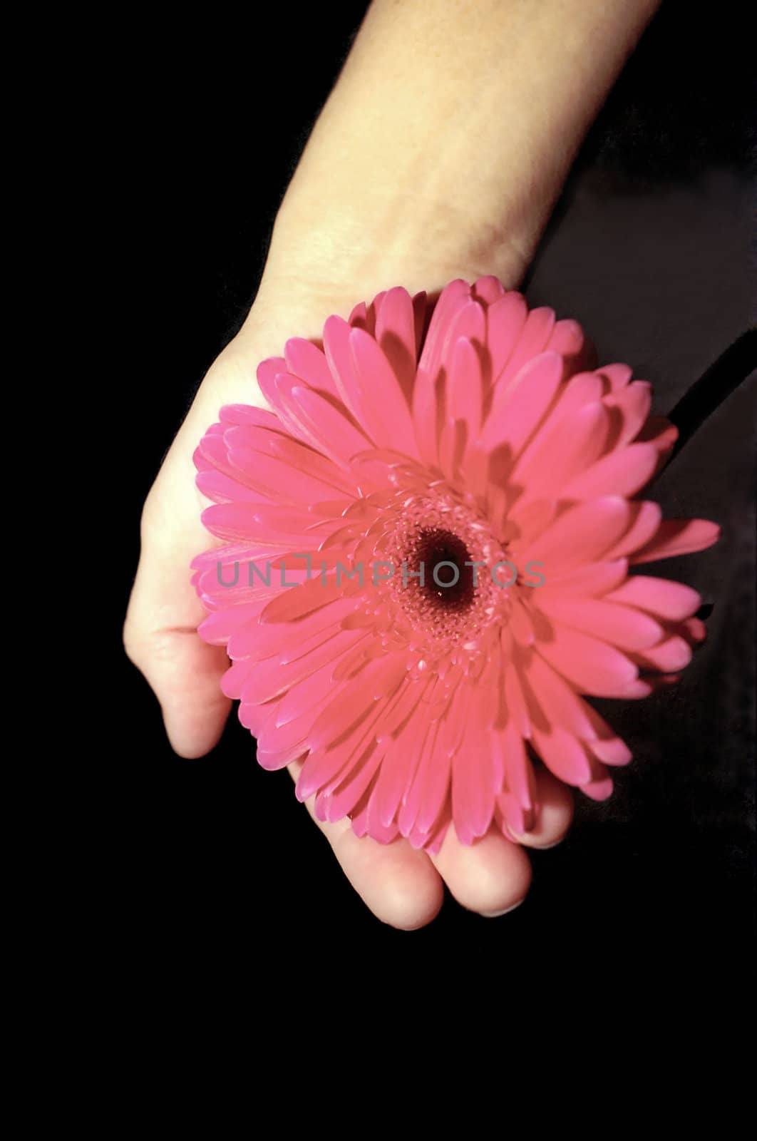 Pink  gerbera in a hand against dark background