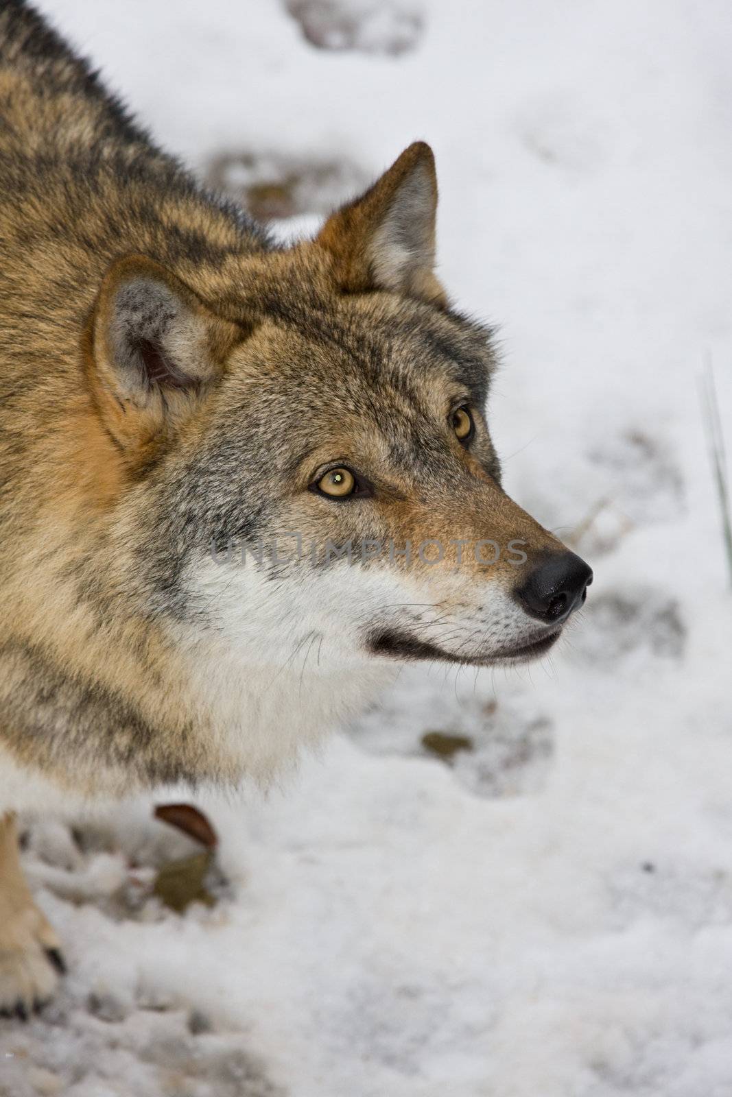 wild wolf in a forrest by bernjuer