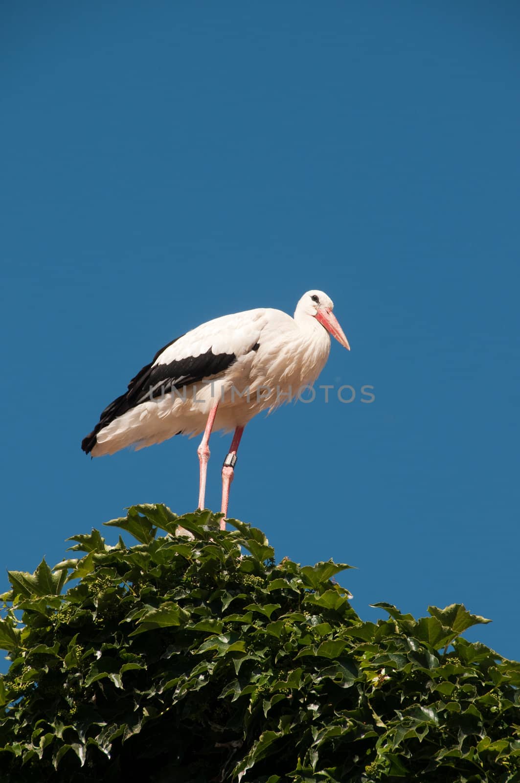 Stork on roo top (ivy covered) by rongreer