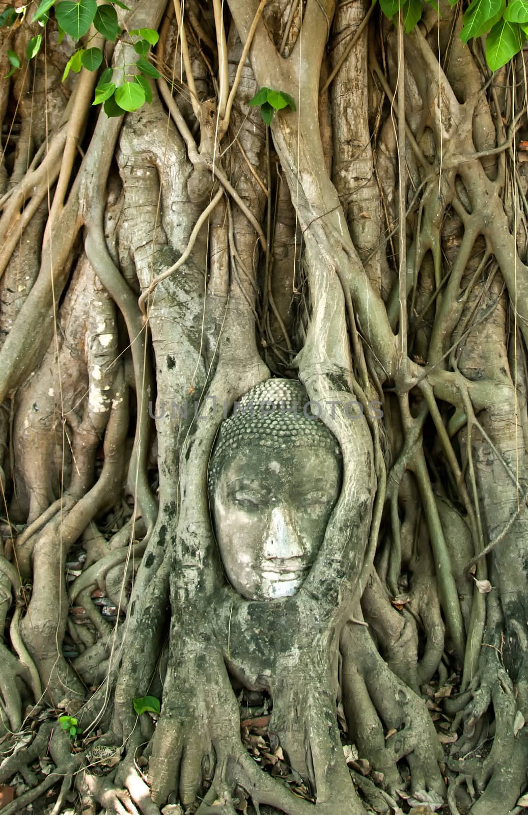 Buddha Head engulfed by tentacle-like tree roots in Ayuthaya, Thailand