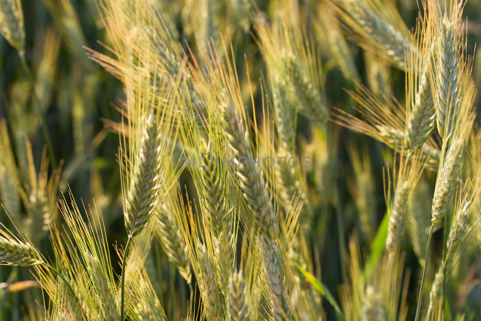 ripe cones in field by Alekcey