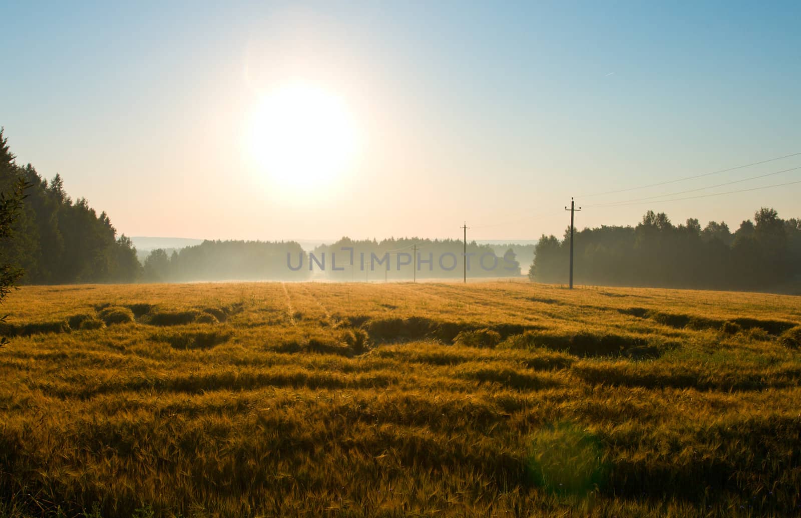 sunrise on field with fog by Alekcey