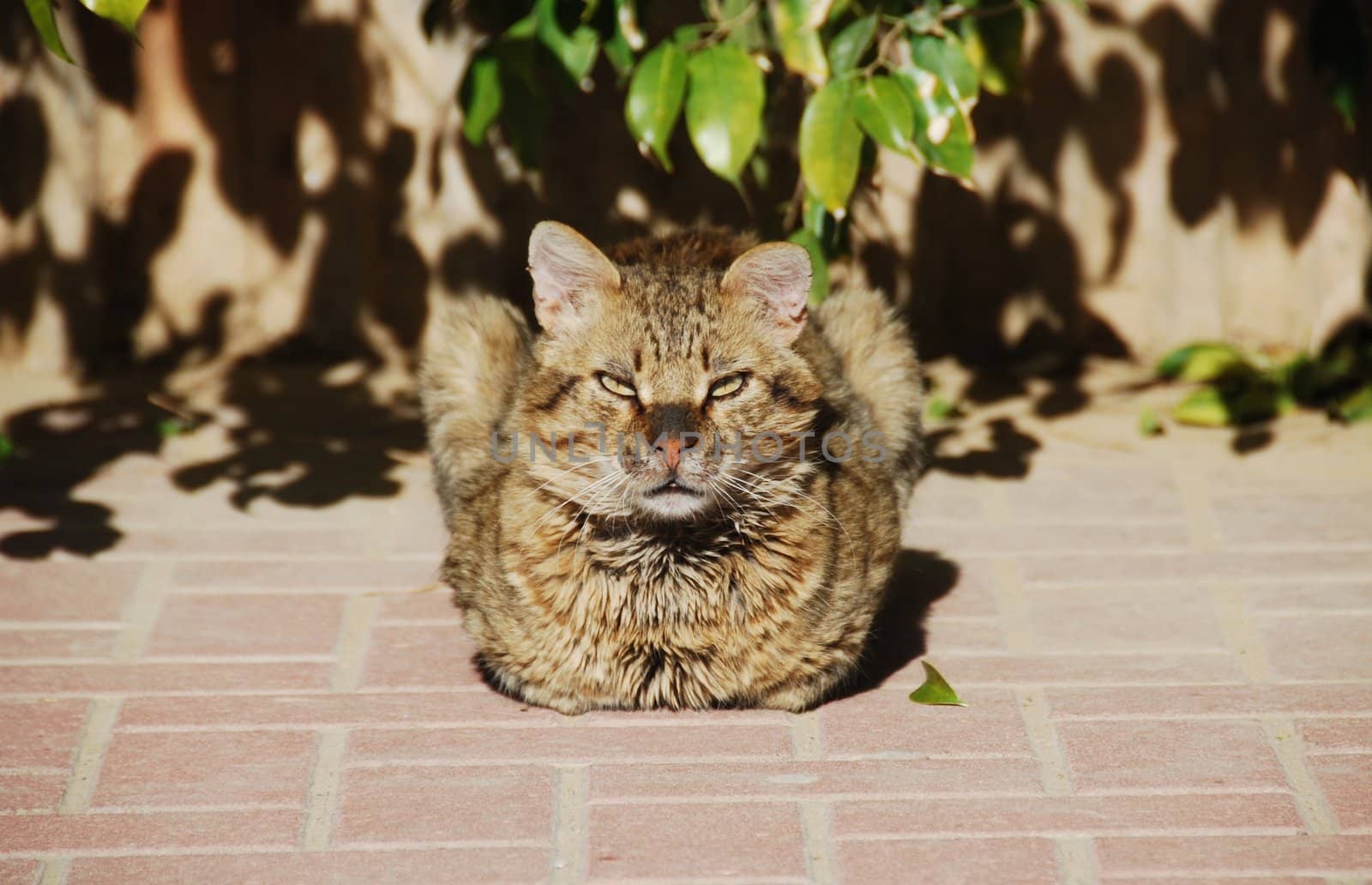 The big angry cat is basked in the sun