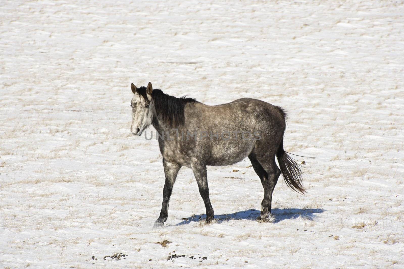 Horse in snow covered pasture.