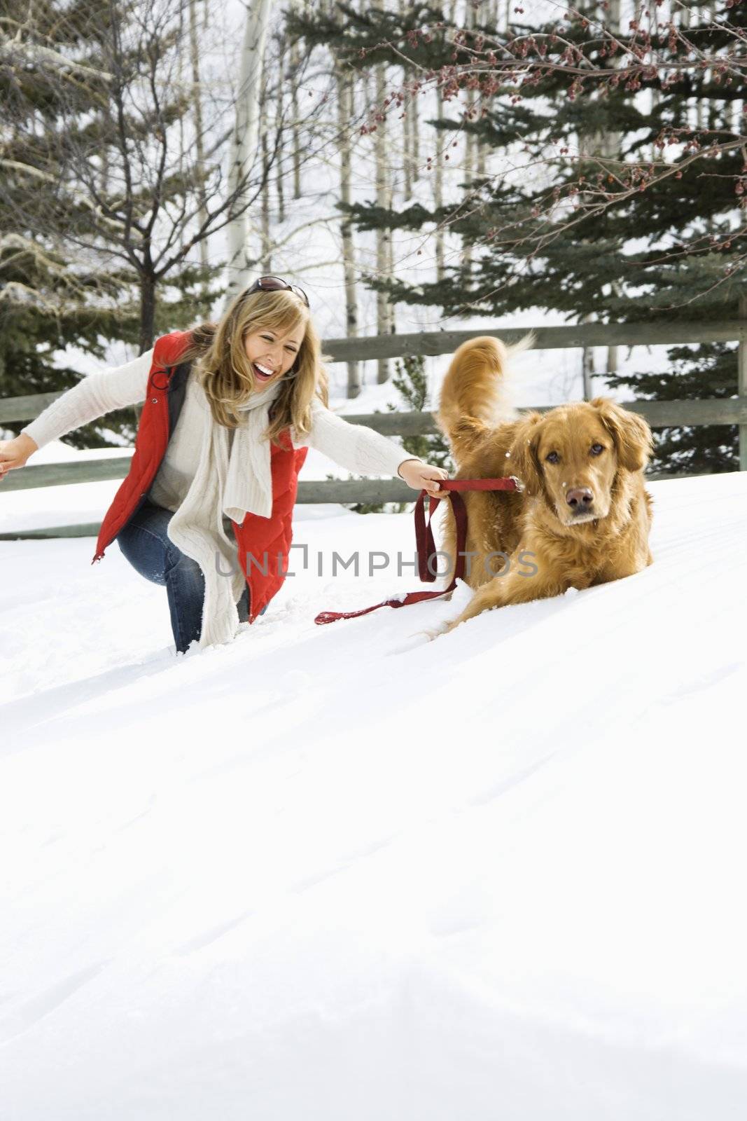 Attractive smiling mid adult Caucasian blond woman being pulled through the snow by a Golden Retriever.