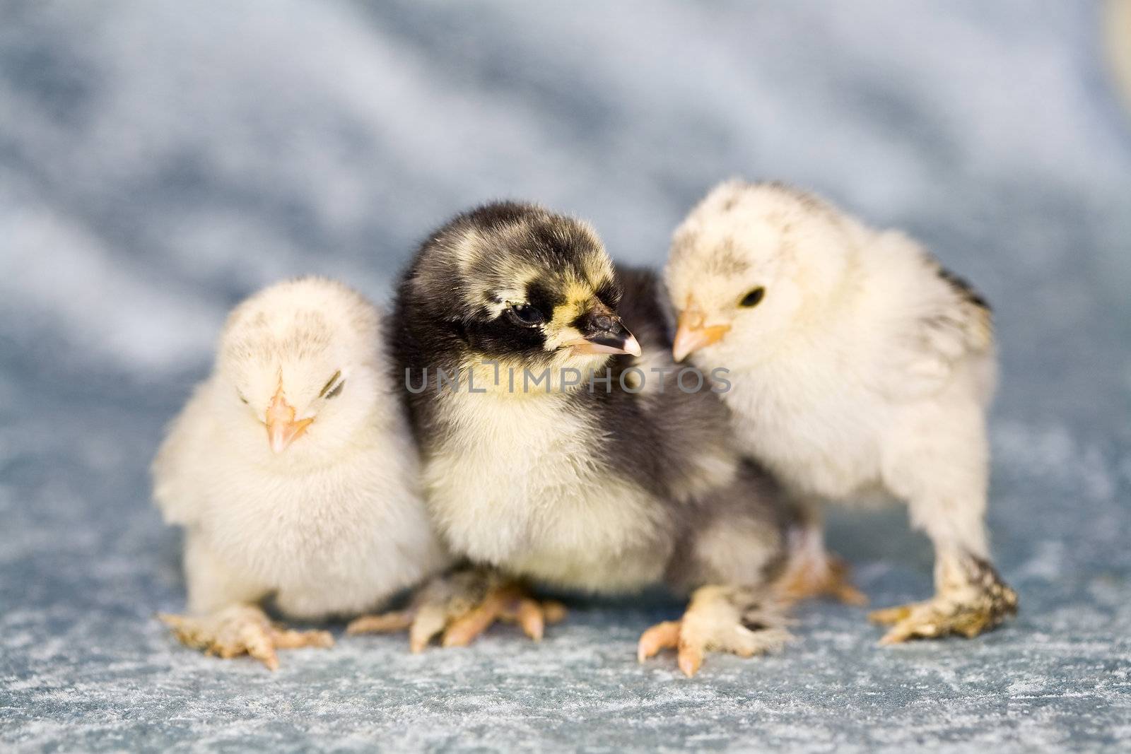 Cute chickens by Fotosmurf