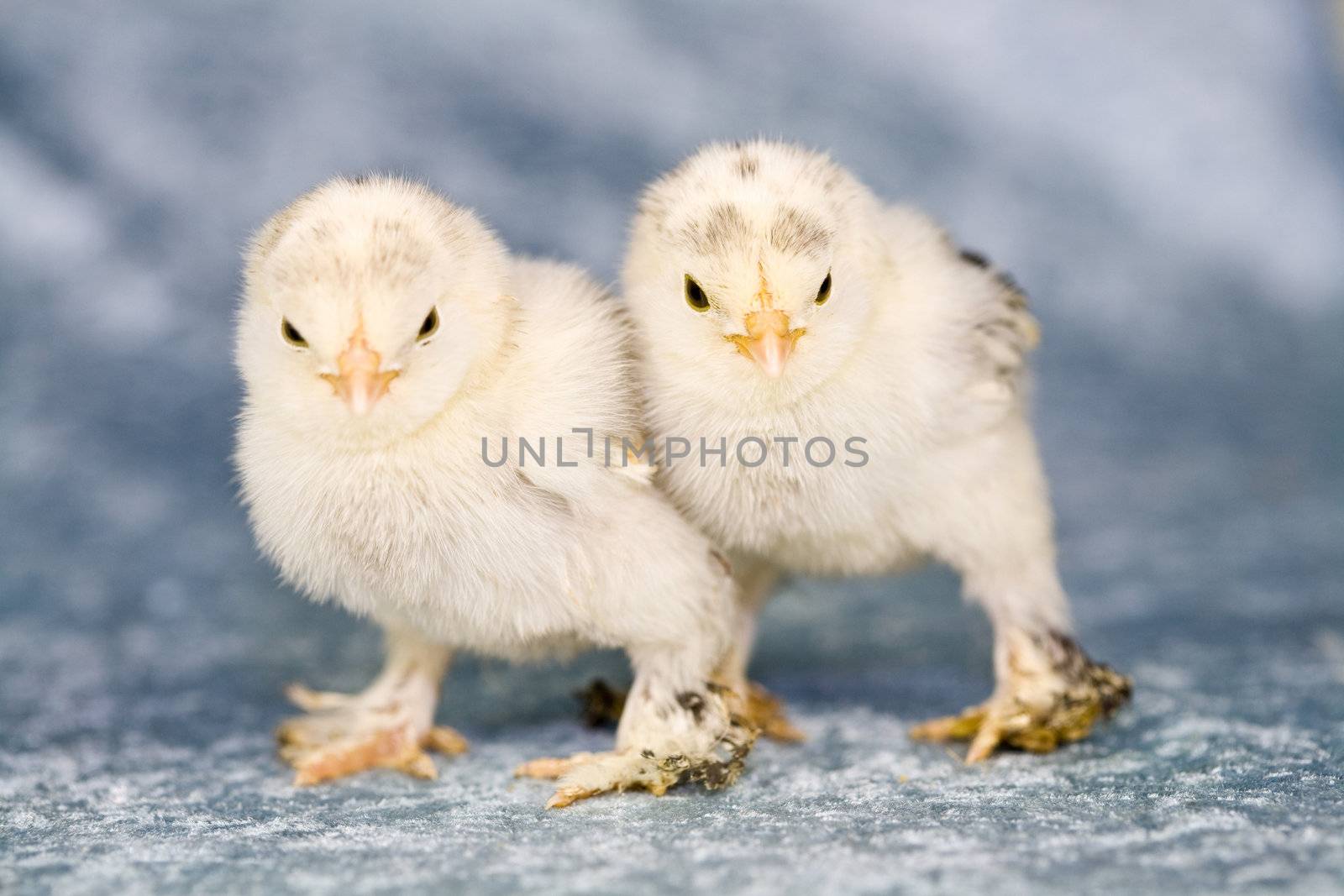 Cute little chickens by Fotosmurf