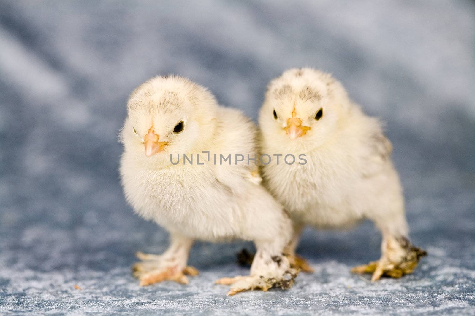 Booted bantam chickens by Fotosmurf