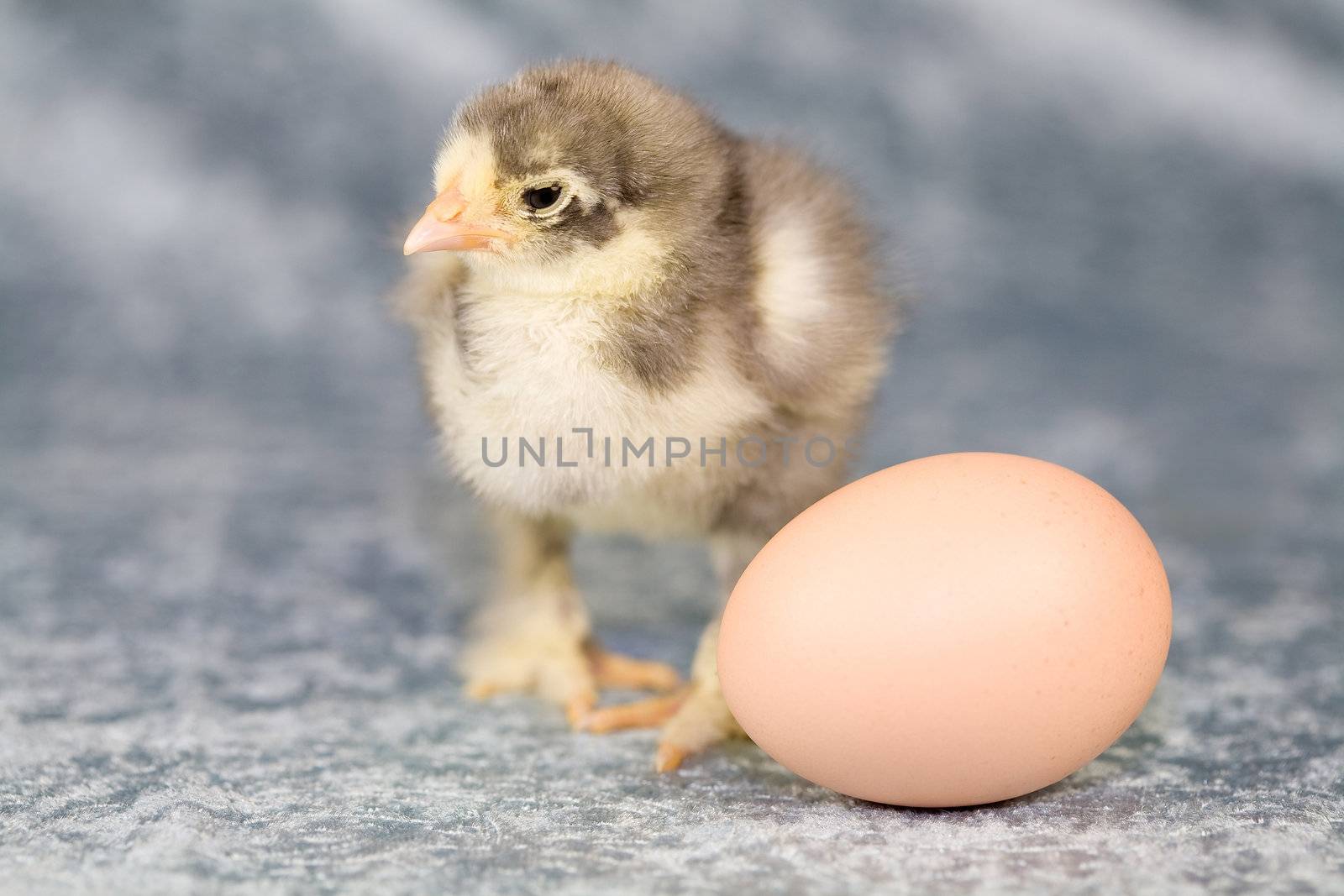 Cute blue brahma chicken with the egg it originally came from. Chicken is 5 days old