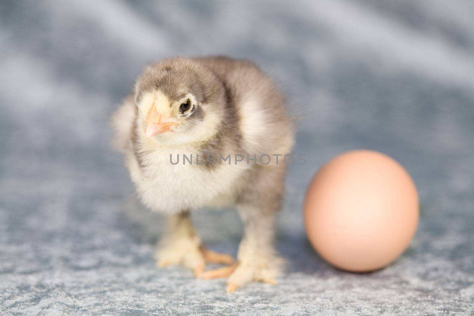 Cute little brahma chick standing next to the egg it was raised from