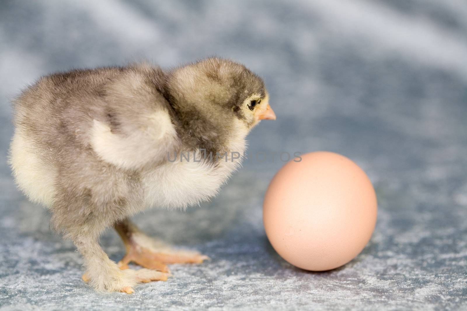 Cute little brahma chick checking out an egg