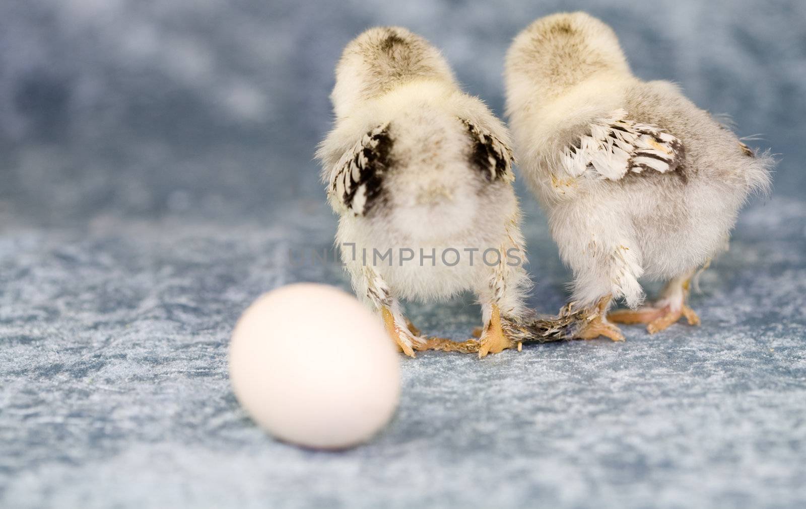 Two baby chicks looking in the wrong direction