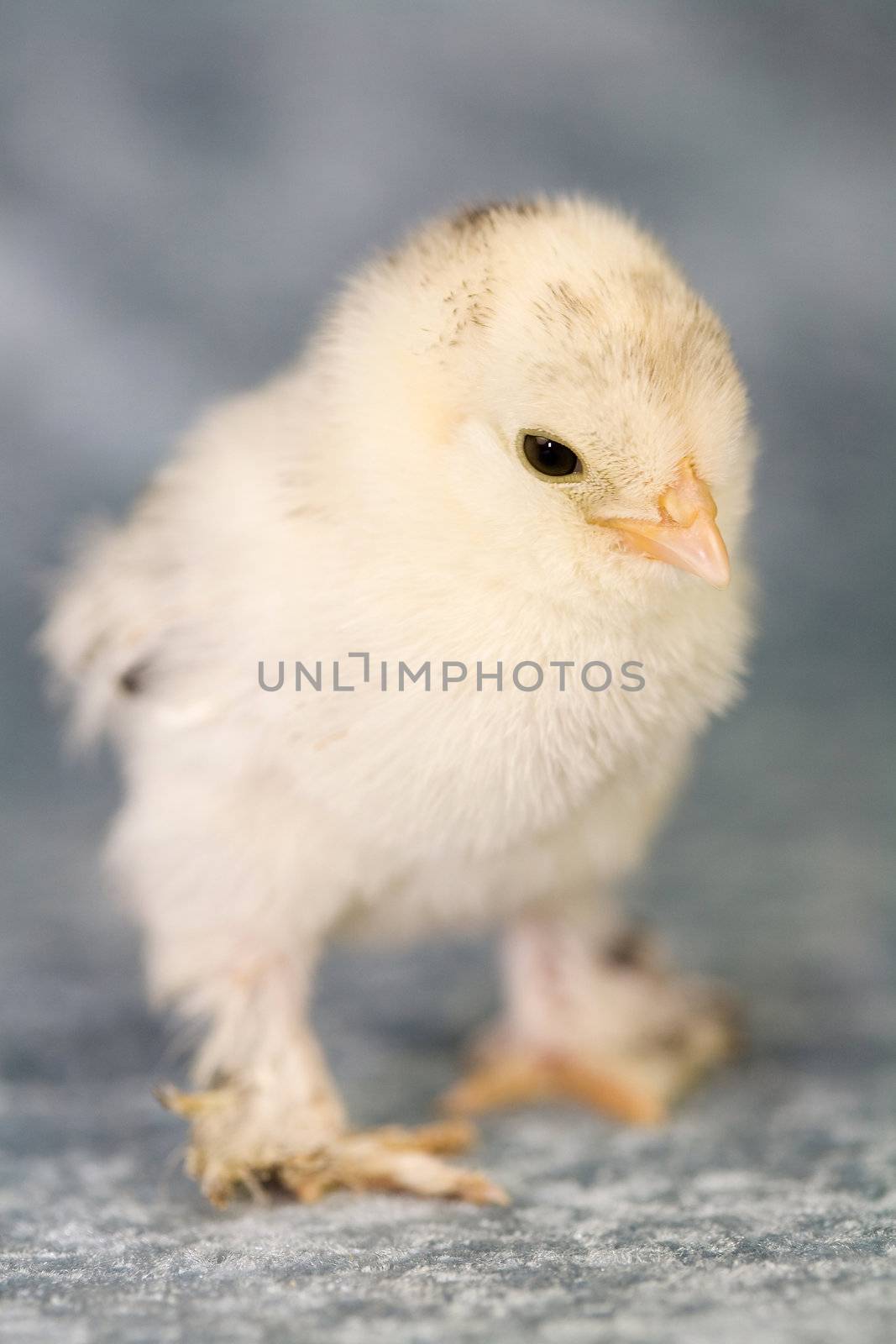 Cute little booted bantam chicken on blue