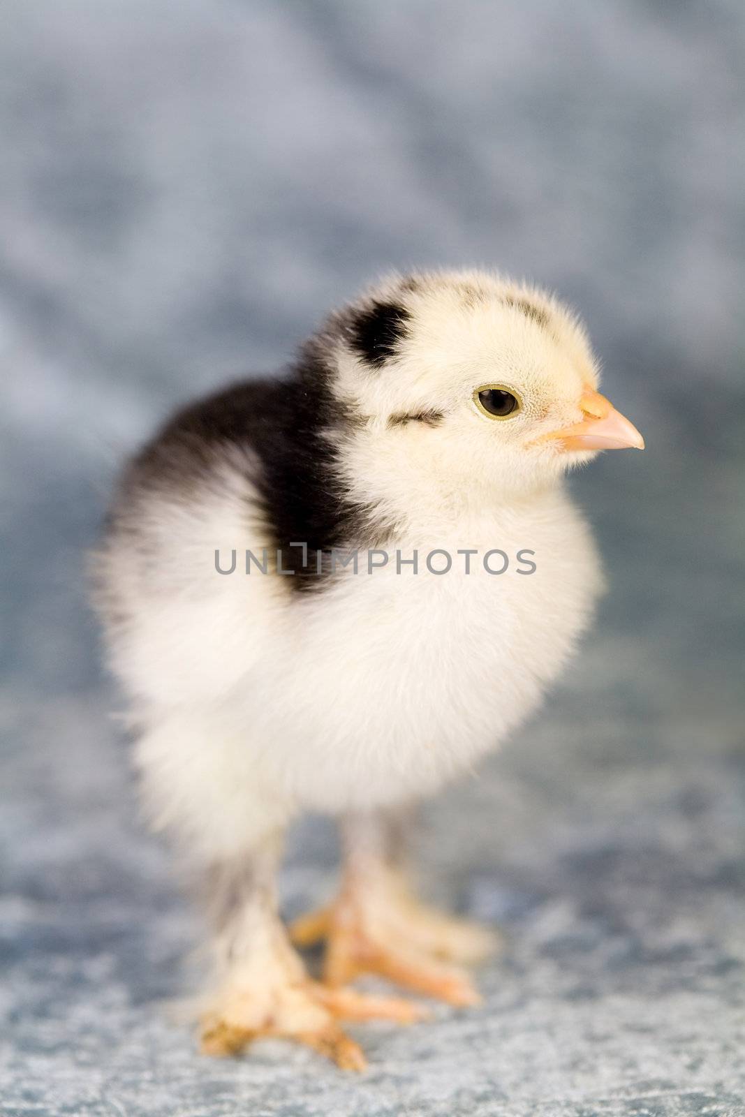 Cute little brahma chicken standing on blue background