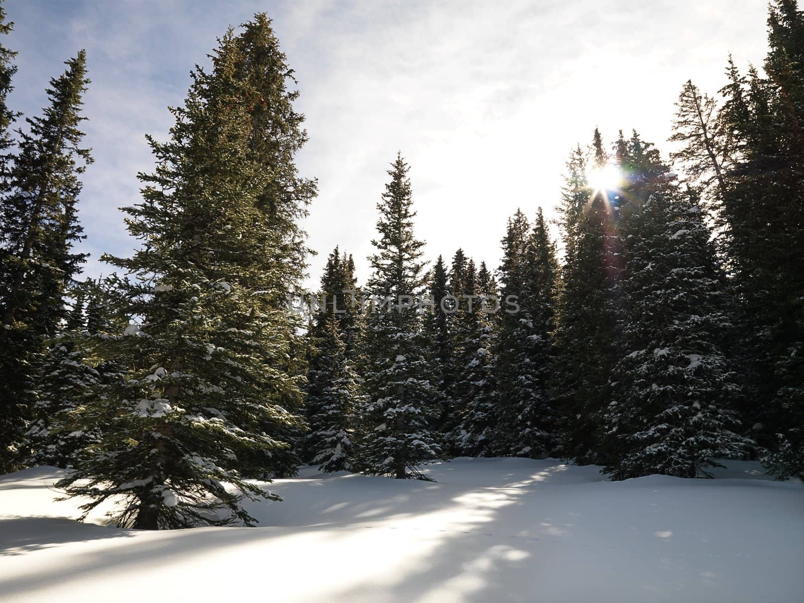 Snowy forest. by iofoto