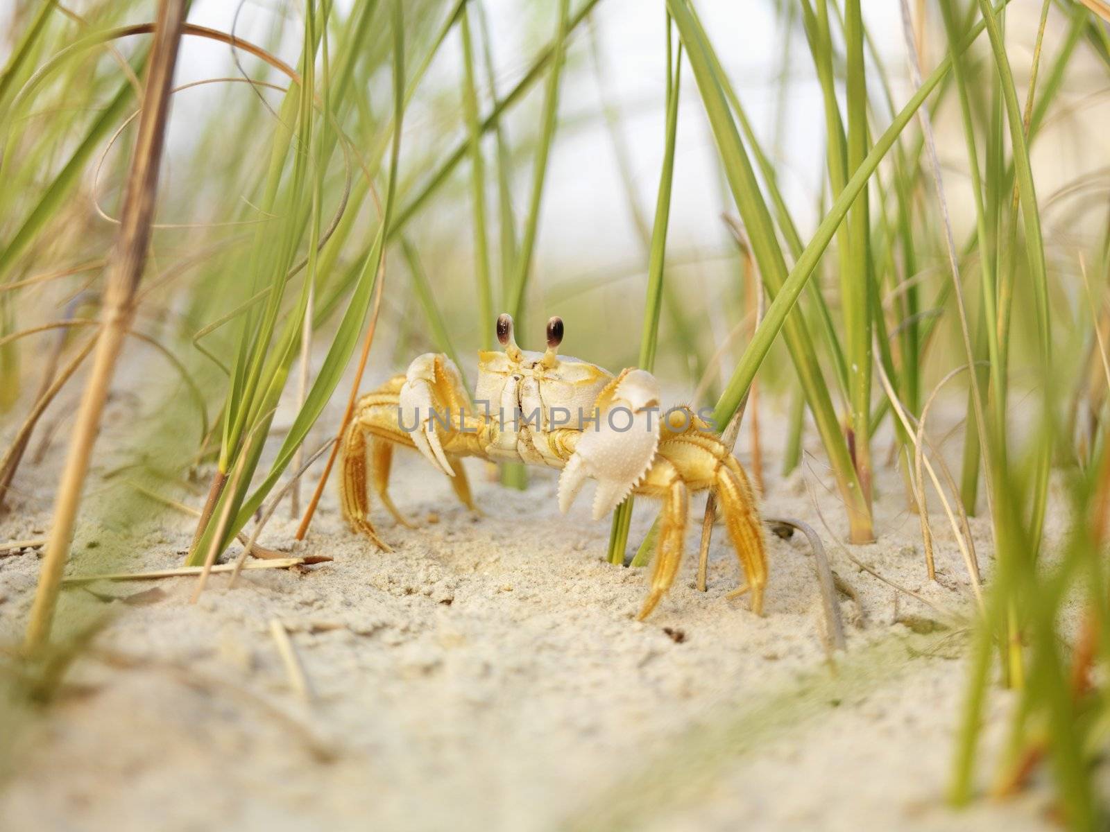 Close up of ghost crab on beach.