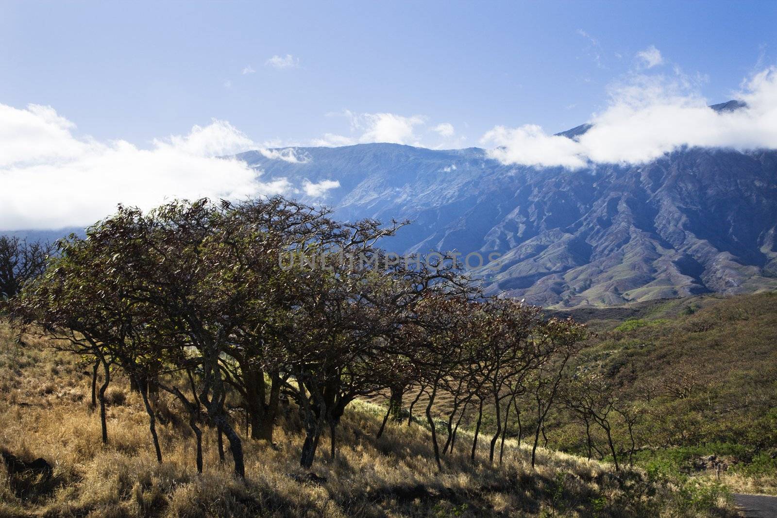 Landscape of Maui, Hawaii with trees in foreground and mountains in background covered in clouds.