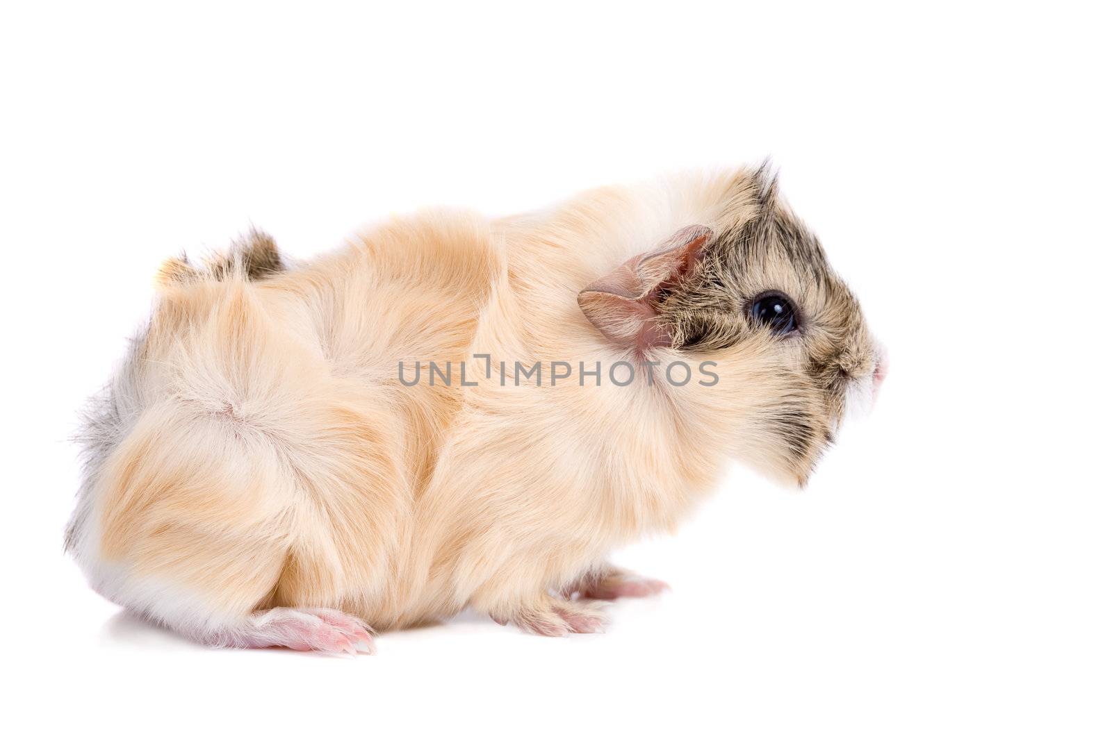 Cute little guinea pig on white background