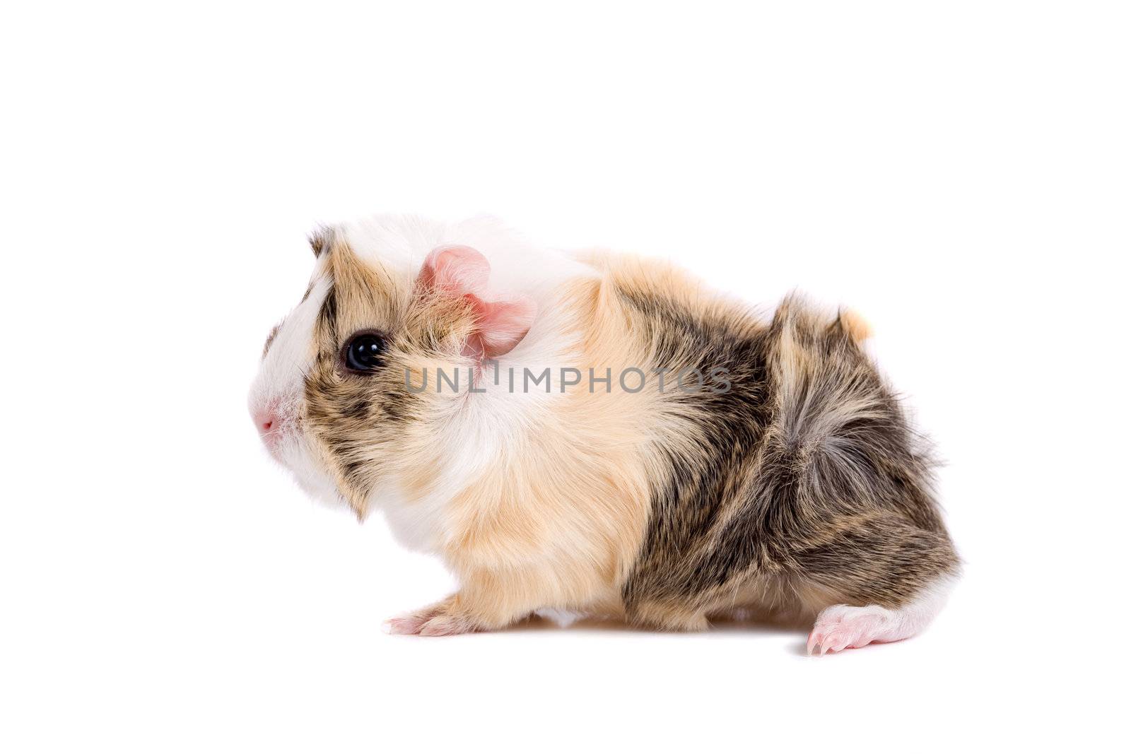 Cute little guinea pig on white background