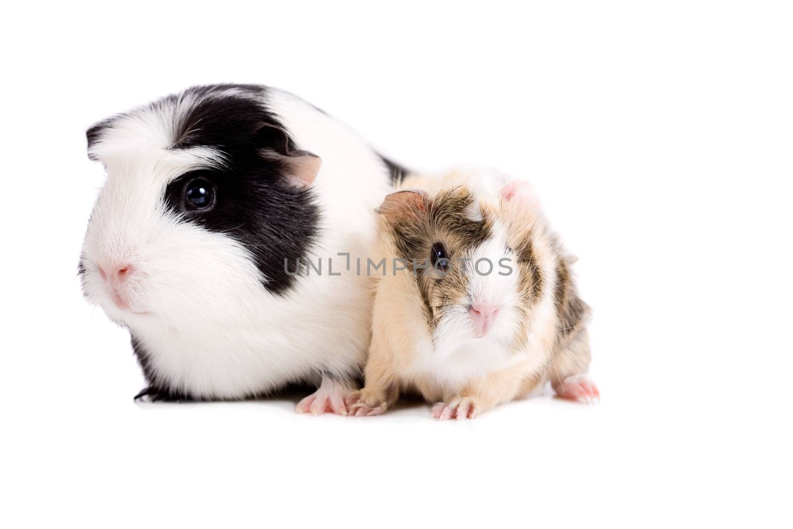 Mother and baby guinea pig sitting together on white
