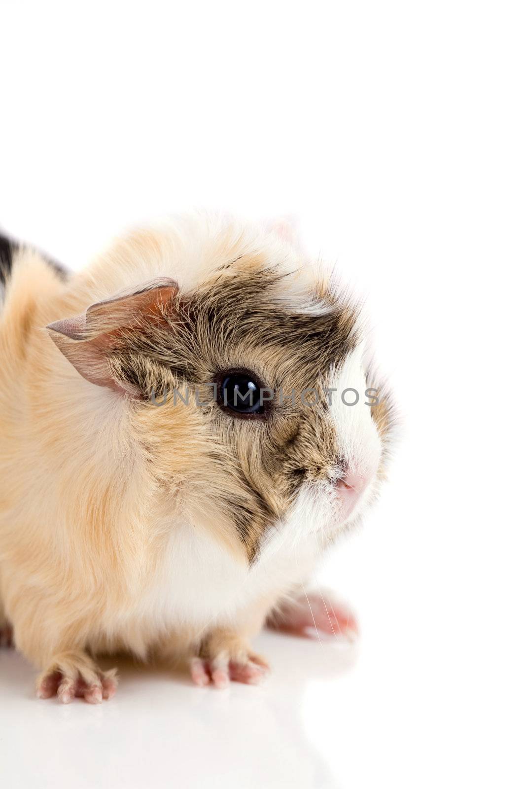 Cute little baby guinea pig on white background