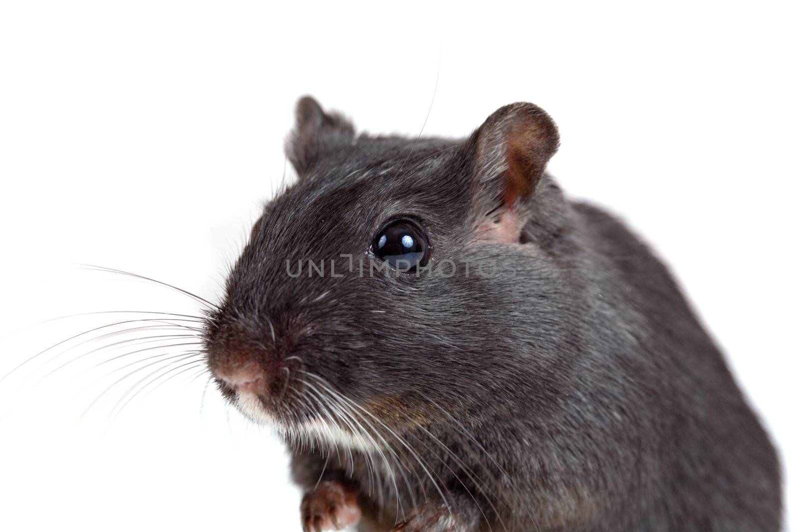 Small gerbil looking curious on white background