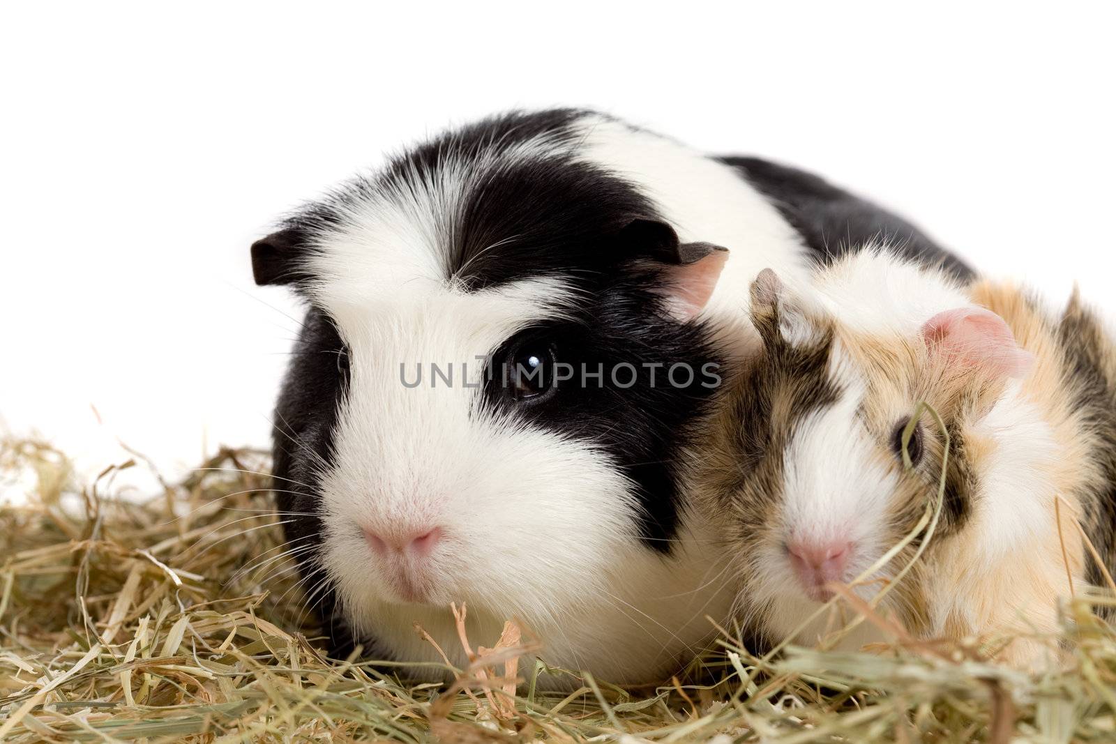 Cute guinea pig family existing of mother and child