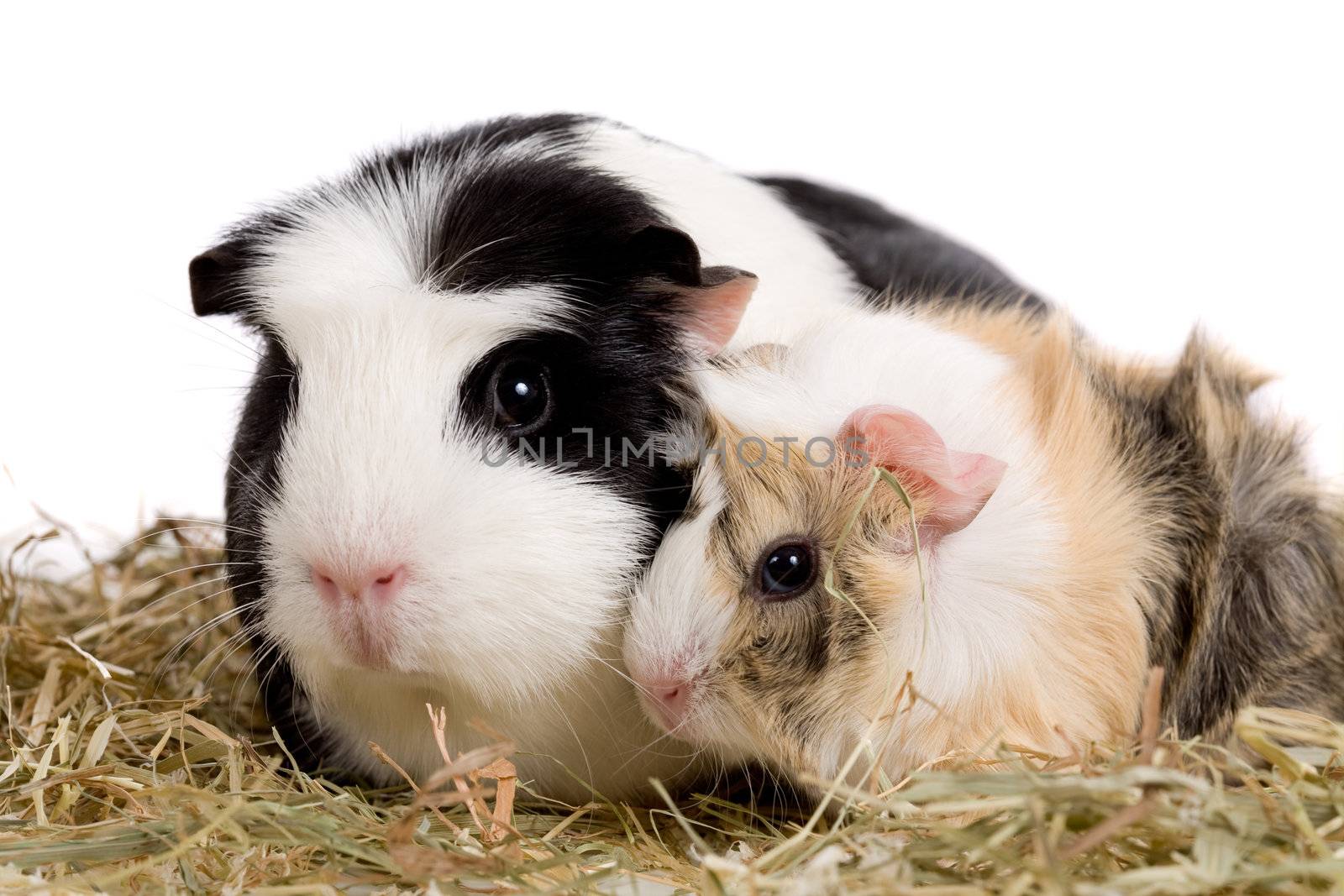 Two cute little guinea pigs together, mother and child