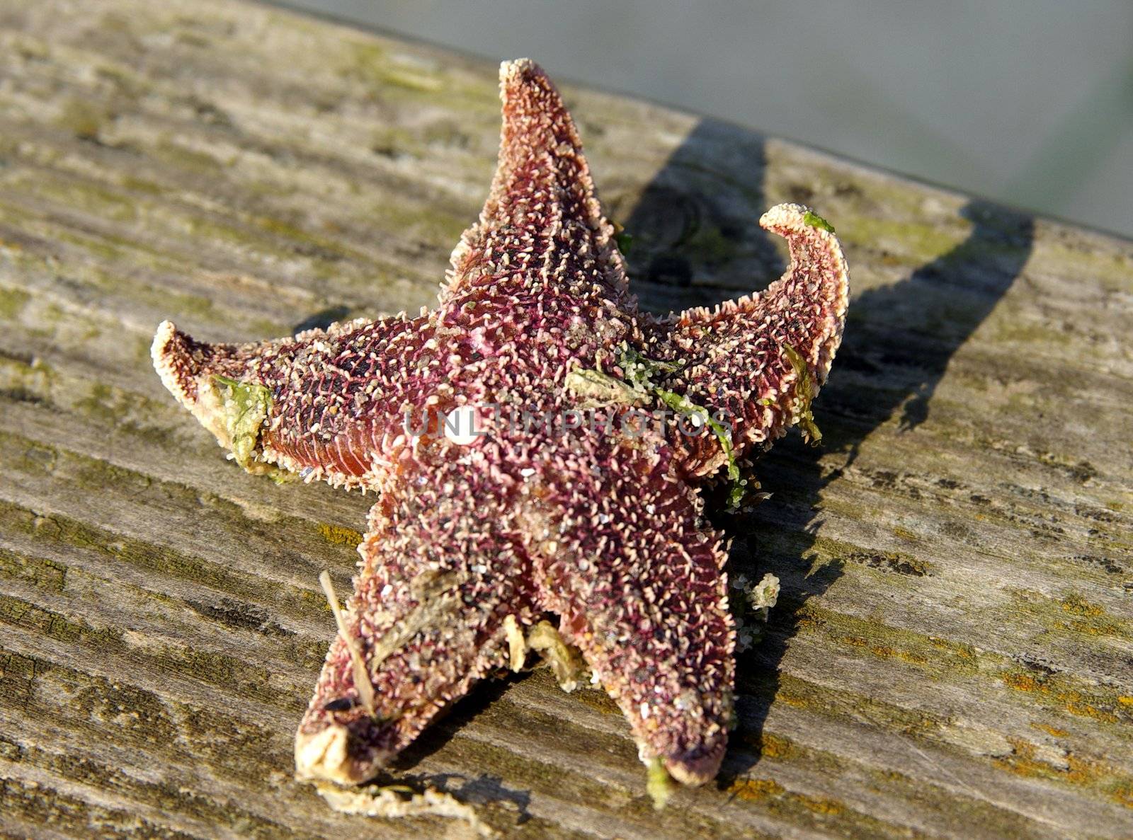 Starfish Asteroidea by FotoFrank