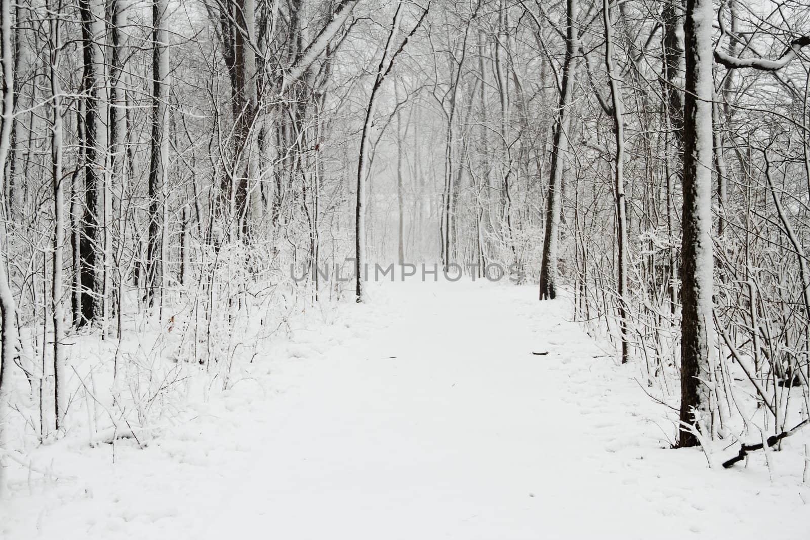 Snow Cover Trail by jasony00
